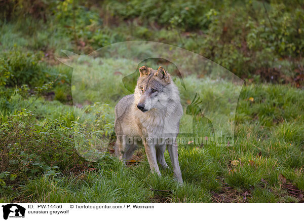 Grauwolf / eurasian greywolf / PW-14450