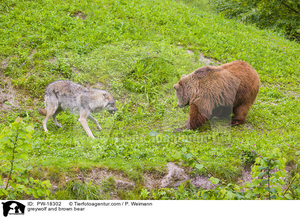 Grauwolf und Braunbr / greywolf and brown bear / PW-18302