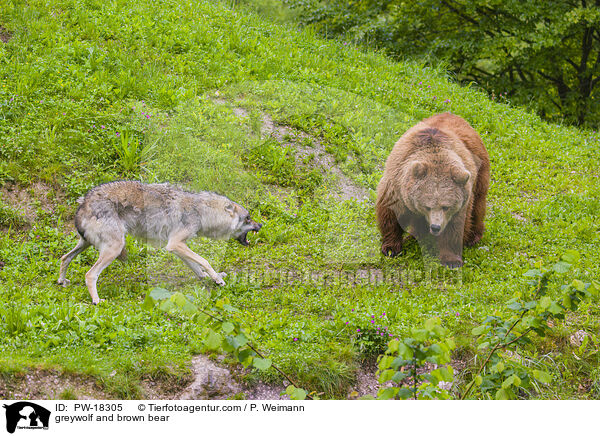 Grauwolf und Braunbr / greywolf and brown bear / PW-18305