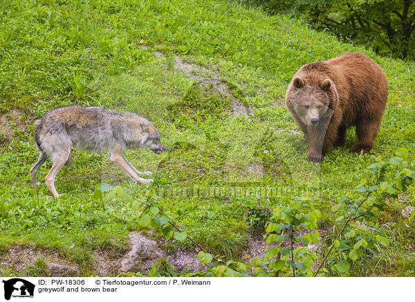 Grauwolf und Braunbr / greywolf and brown bear / PW-18306