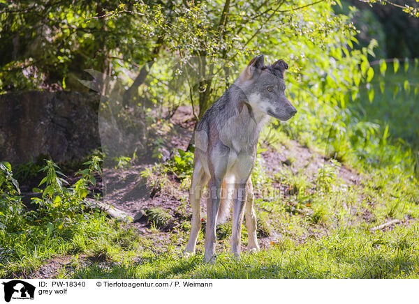 Grauwolf / grey wolf / PW-18340