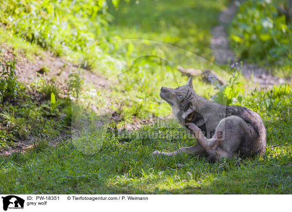 Grauwolf / grey wolf / PW-18351