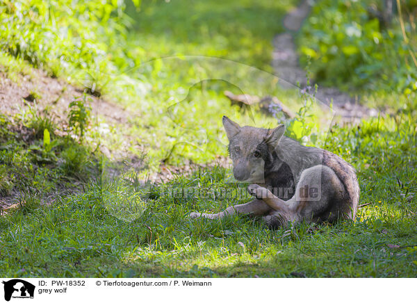 Grauwolf / grey wolf / PW-18352