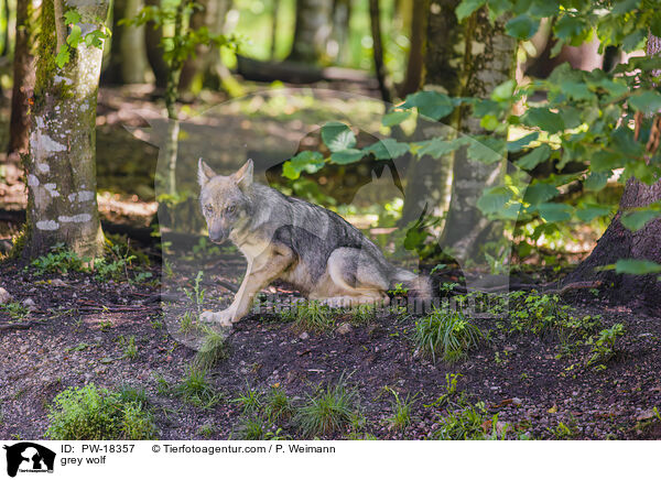 Grauwolf / grey wolf / PW-18357