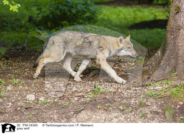 Grauwolf / grey wolf / PW-18390