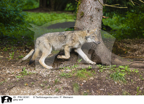 Grauwolf / grey wolf / PW-18391