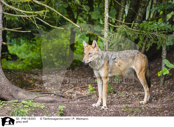 Grauwolf / grey wolf / PW-18393