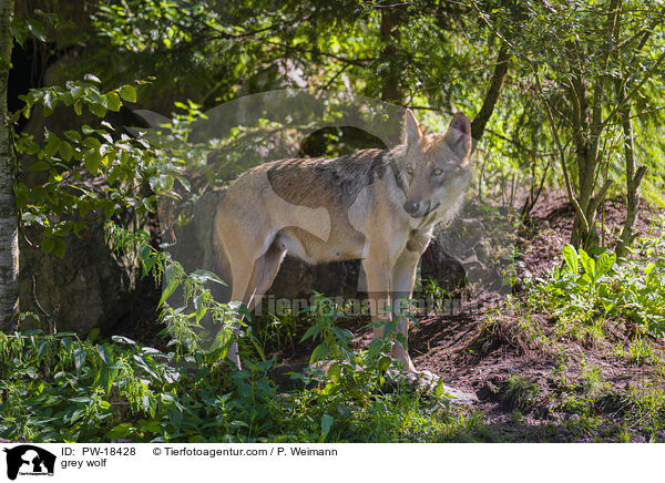 Grauwolf / grey wolf / PW-18428