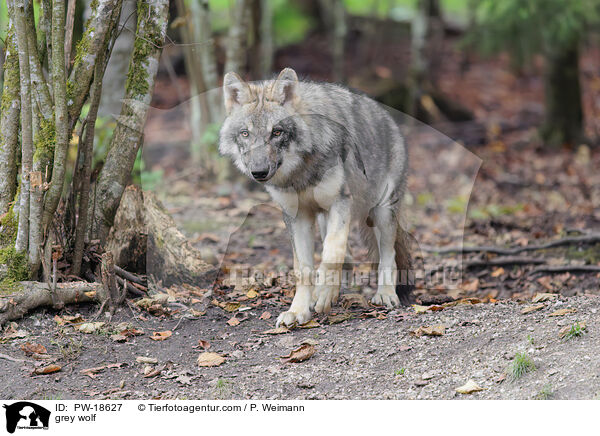 Grauwolf / grey wolf / PW-18627