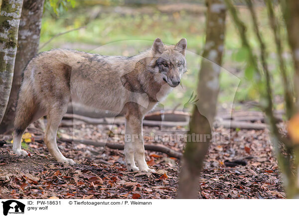 Grauwolf / grey wolf / PW-18631