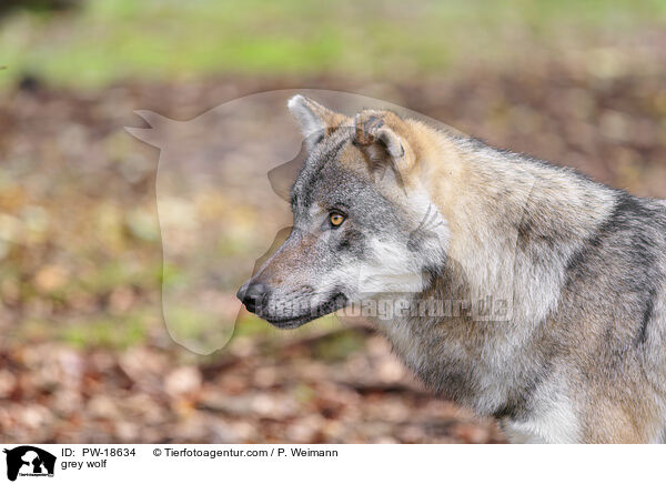 Grauwolf / grey wolf / PW-18634