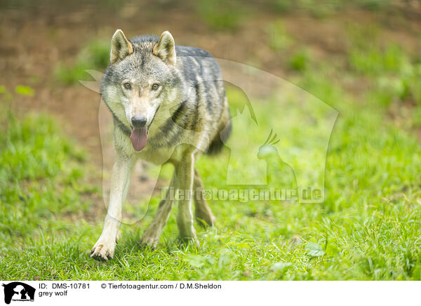 Grauwolf / grey wolf / DMS-10781