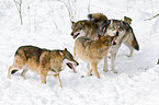 greywolfs