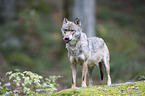 greywolf