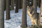 wolf in the winter