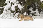 Wolf runs through the snow