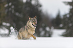 Wolf runs through the snow