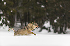 Wolf runs through the snow