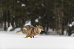 Wolf runs through the snow