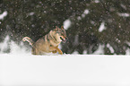 Wolf runs through the snow