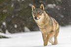 Wolf runs through the snow