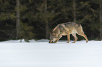 Wolf walks through the snow