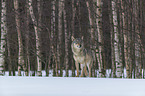 Wolf in the snow