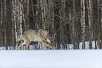 Wolf runs through the snow