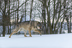 Wolf walks through the snow