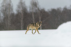 Wolf runs through the snow