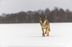 Wolf runs through the snow