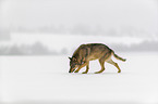 Wolf walks through the snow