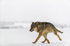 Wolf runs through the snow