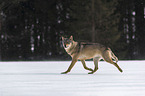 Wolf runs through the snow