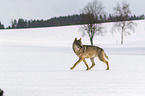 Wolf runs through the snow