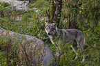 standing Grey Wolf