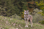 standing Grey Wolf