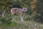 standing Grey Wolf