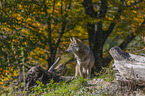 standing Grey Wolf