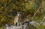 standing Grey Wolf