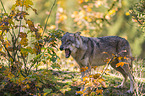 standing Grey Wolf