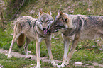 standing Grey Wolves