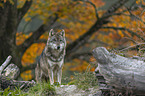 standing Grey Wolf