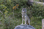 standing Grey Wolf