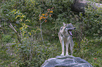 standing Grey Wolf