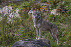 standing Grey Wolf