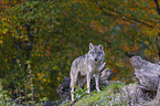 standing Grey Wolf