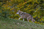 walking Grey Wolf