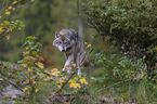 walking Grey Wolf