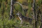 walking Grey Wolf